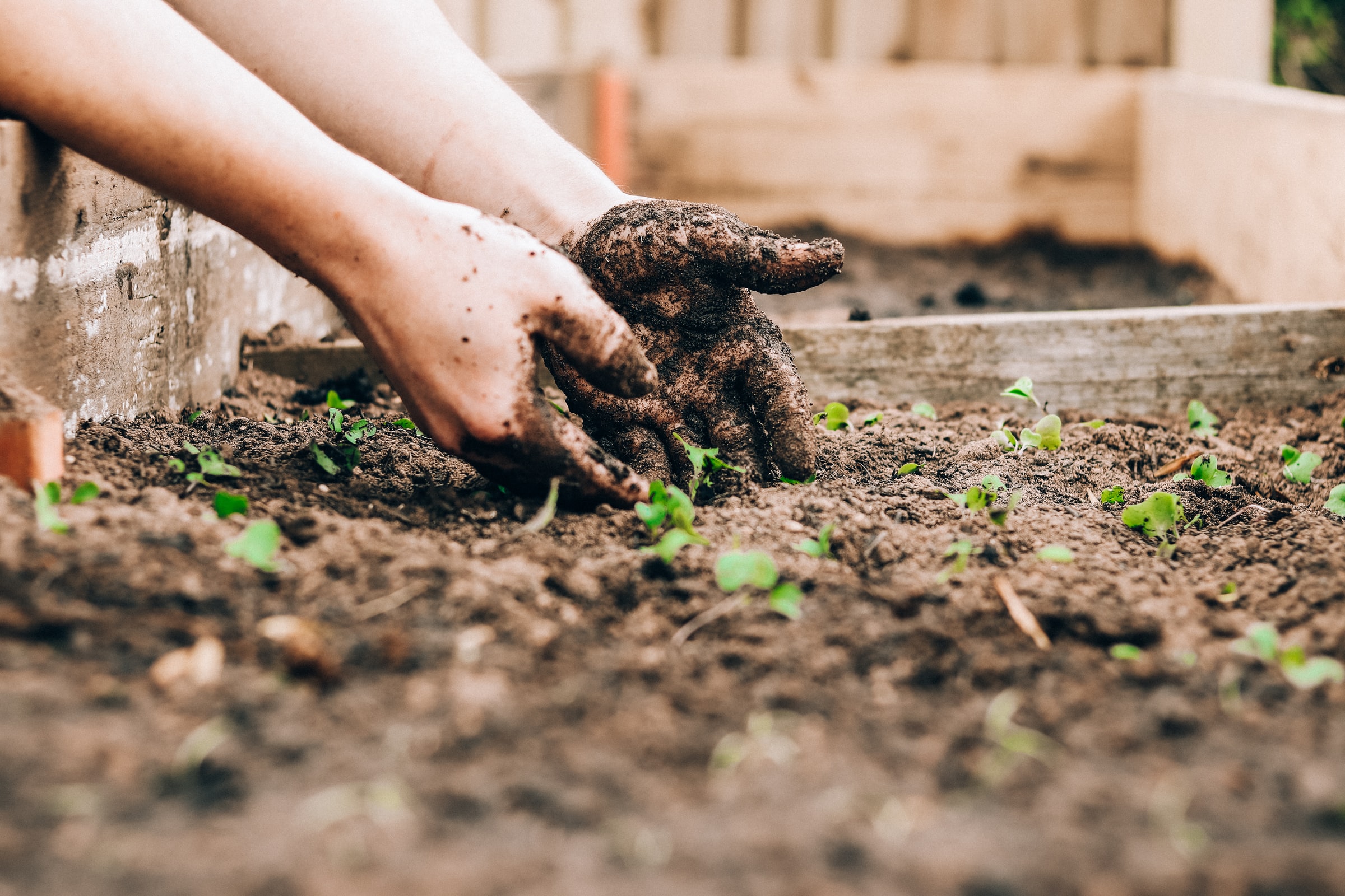 Becoming a maintainer of the REST API in WordPress Core